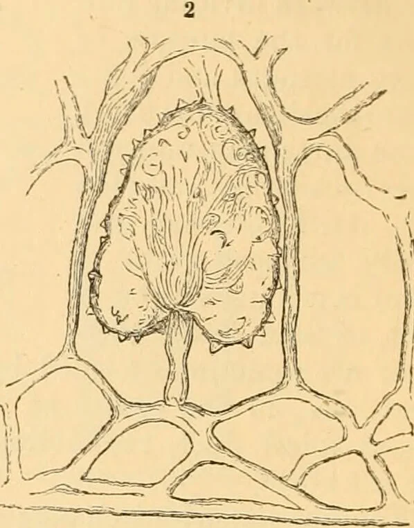 An illustration from The microscope : its history, construction, and application, being a familiar introduction to the use of the instrument, and the study of microscopial science / By Jabez Hogg ... with upwards of five hundred engravings and coloured illustrations by Tuffen West., 1867, leaf 364