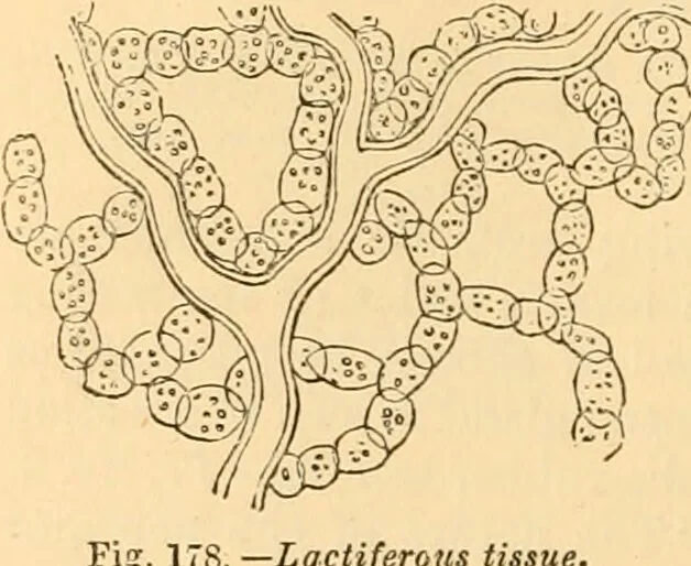 An illustration from The microscope : its history, construction, and application, being a familiar introduction to the use of the instrument, and the study of microscopial science / By Jabez Hogg ... with upwards of five hundred engravings and coloured illustrations by Tuffen West., 1867, leaf 364