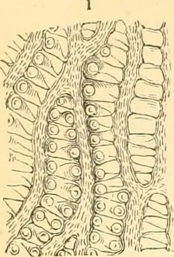 An illustration from The microscope : its history, construction, and application, being a familiar introduction to the use of the instrument, and the study of microscopial science / By Jabez Hogg ... with upwards of five hundred engravings and coloured illustrations by Tuffen West., 1867, leaf 365