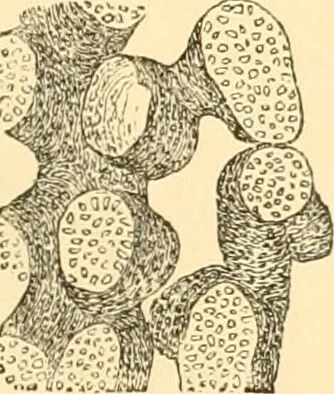 An illustration from The microscope : its history, construction, and application, being a familiar introduction to the use of the instrument, and the study of microscopial science / By Jabez Hogg ... with upwards of five hundred engravings and coloured illustrations by Tuffen West., 1867, leaf 365