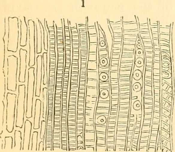 An illustration from The microscope : its history, construction, and application, being a familiar introduction to the use of the instrument, and the study of microscopial science / By Jabez Hogg ... with upwards of five hundred engravings and coloured illustrations by Tuffen West., 1867, leaf 365