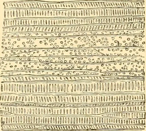 An illustration from The microscope : its history, construction, and application, being a familiar introduction to the use of the instrument, and the study of microscopial science / By Jabez Hogg ... with upwards of five hundred engravings and coloured illustrations by Tuffen West., 1867, leaf 365