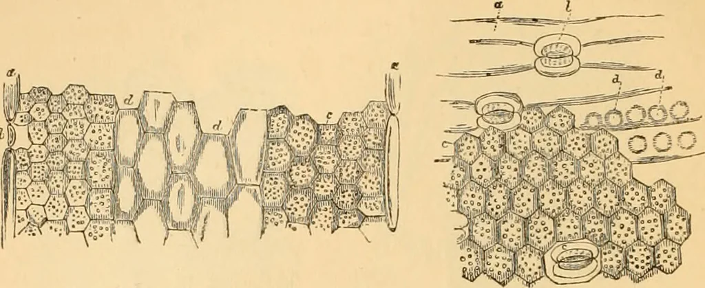 An illustration from The microscope : its history, construction, and application, being a familiar introduction to the use of the instrument, and the study of microscopial science / By Jabez Hogg ... with upwards of five hundred engravings and coloured illustrations by Tuffen West., 1867, leaf 366