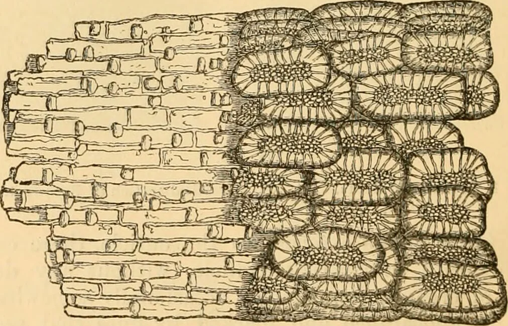 An illustration from The microscope : its history, construction, and application, being a familiar introduction to the use of the instrument, and the study of microscopial science / By Jabez Hogg ... with upwards of five hundred engravings and coloured illustrations by Tuffen West., 1867, leaf 366