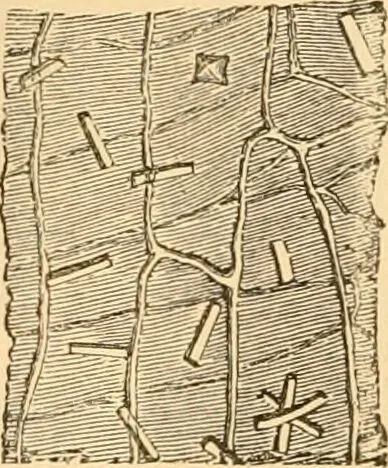 An illustration from The microscope : its history, construction, and application, being a familiar introduction to the use of the instrument, and the study of microscopial science / By Jabez Hogg ... with upwards of five hundred engravings and coloured illustrations by Tuffen West., 1867, leaf 368