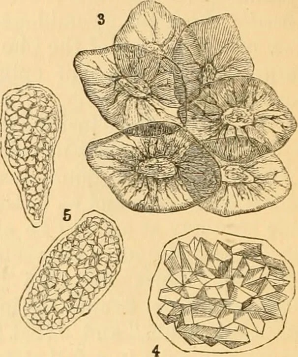 An illustration from The microscope : its history, construction, and application, being a familiar introduction to the use of the instrument, and the study of microscopial science / By Jabez Hogg ... with upwards of five hundred engravings and coloured illustrations by Tuffen West., 1867, leaf 368