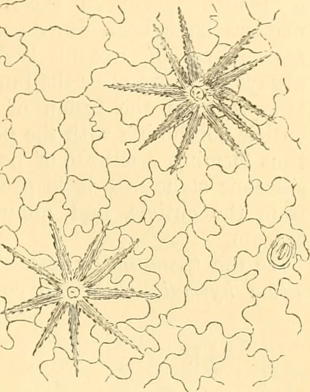 An illustration from The microscope : its history, construction, and application, being a familiar introduction to the use of the instrument, and the study of microscopial science / By Jabez Hogg ... with upwards of five hundred engravings and coloured illustrations by Tuffen West., 1867, leaf 369