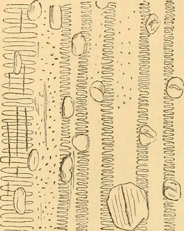 An illustration from The microscope : its history, construction, and application, being a familiar introduction to the use of the instrument, and the study of microscopial science / By Jabez Hogg ... with upwards of five hundred engravings and coloured illustrations by Tuffen West., 1867, leaf 370