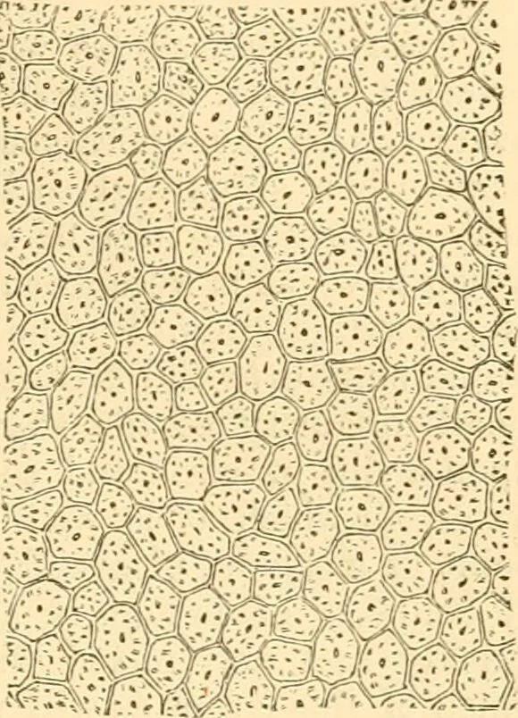 An illustration from The microscope : its history, construction, and application, being a familiar introduction to the use of the instrument, and the study of microscopial science / By Jabez Hogg ... with upwards of five hundred engravings and coloured illustrations by Tuffen West., 1867, leaf 371
