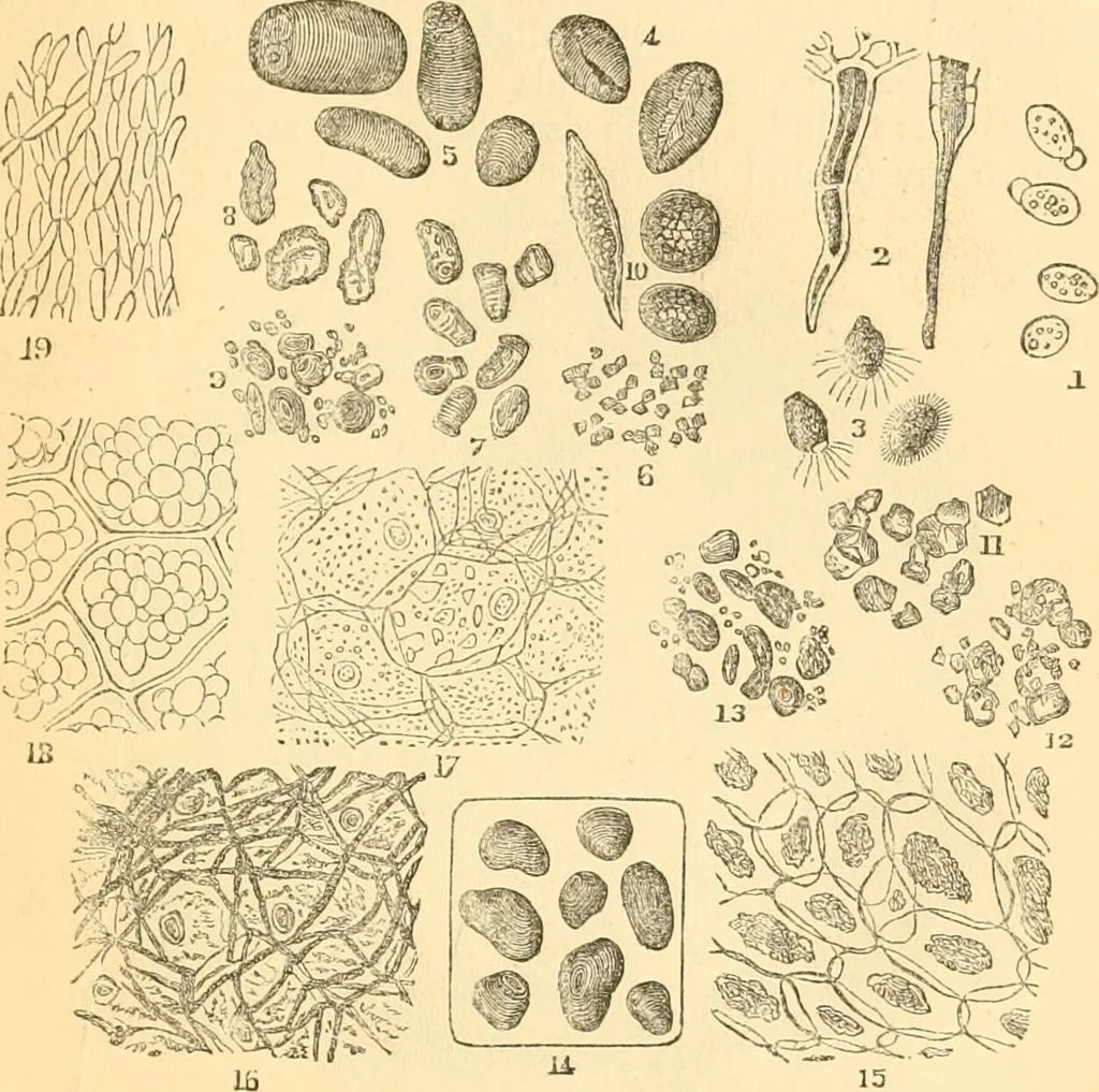 An illustration from The microscope : its history, construction, and application, being a familiar introduction to the use of the instrument, and the study of microscopial science / By Jabez Hogg ... with upwards of five hundred engravings and coloured illustrations by Tuffen West., 1867, leaf 373