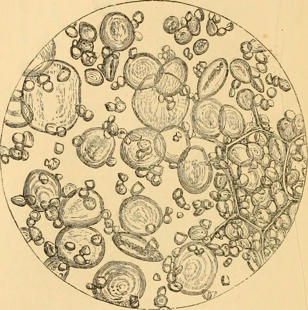 An illustration from The microscope : its history, construction, and application, being a familiar introduction to the use of the instrument, and the study of microscopial science / By Jabez Hogg ... with upwards of five hundred engravings and coloured illustrations by Tuffen West., 1867, leaf 374