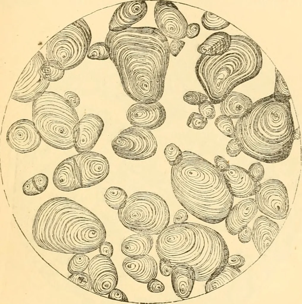 An illustration from The microscope : its history, construction, and application, being a familiar introduction to the use of the instrument, and the study of microscopial science / By Jabez Hogg ... with upwards of five hundred engravings and coloured illustrations by Tuffen West., 1867, leaf 375