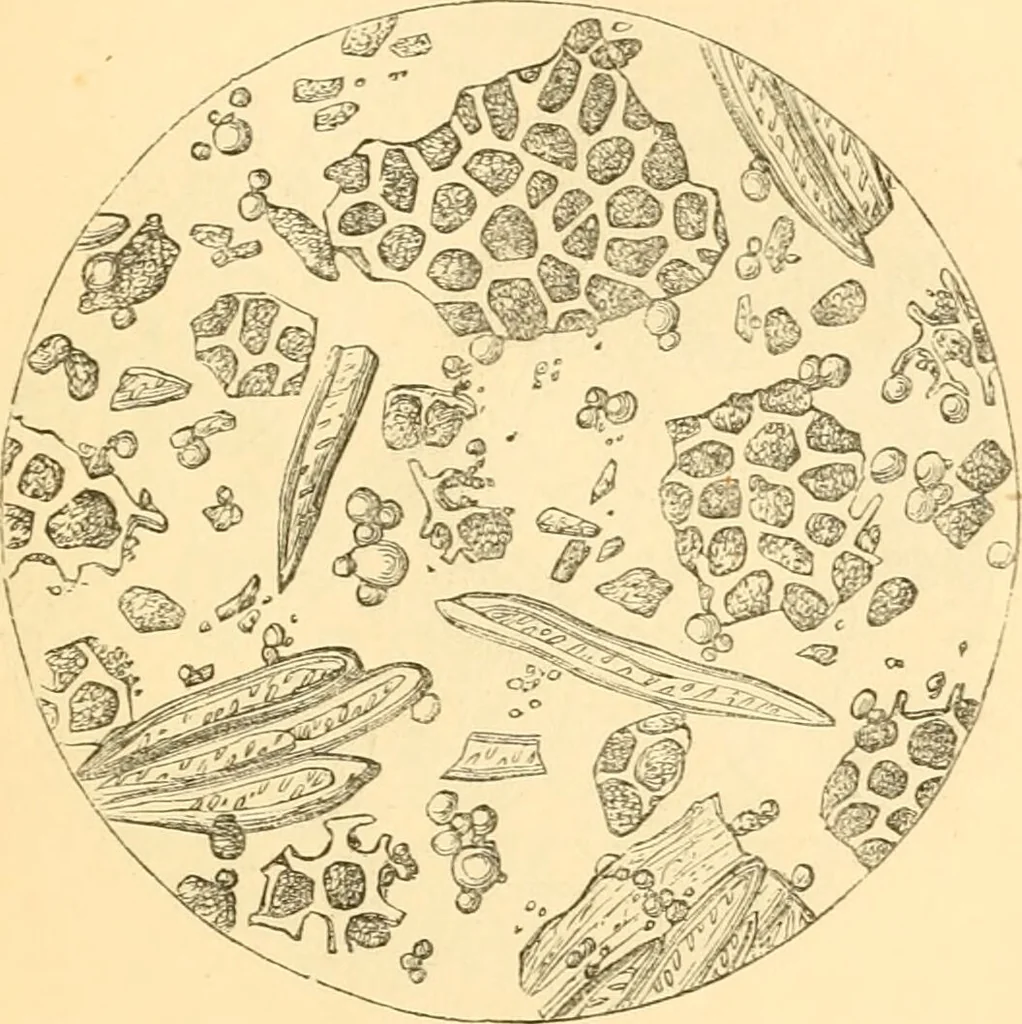 An illustration from The microscope : its history, construction, and application, being a familiar introduction to the use of the instrument, and the study of microscopial science / By Jabez Hogg ... with upwards of five hundred engravings and coloured illustrations by Tuffen West., 1867, leaf 377
