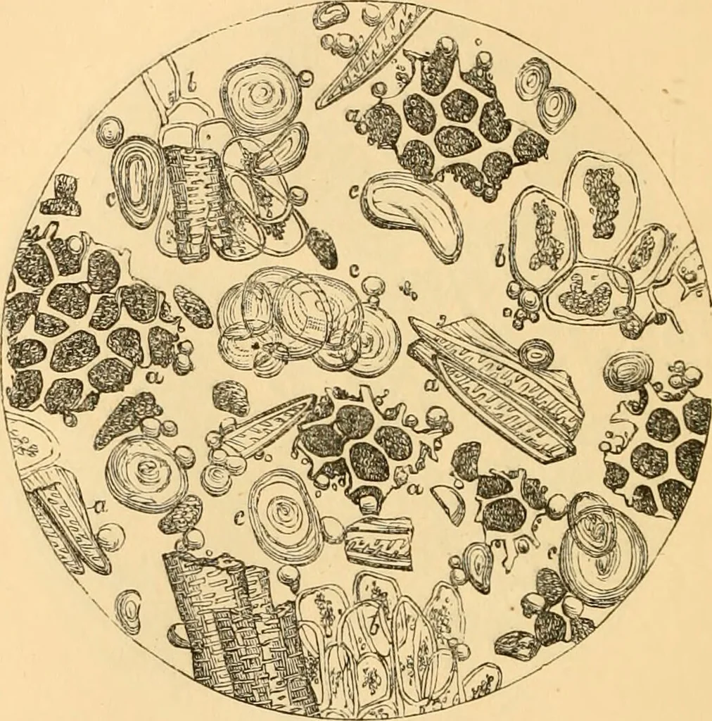 An illustration from The microscope : its history, construction, and application, being a familiar introduction to the use of the instrument, and the study of microscopial science / By Jabez Hogg ... with upwards of five hundred engravings and coloured illustrations by Tuffen West., 1867, leaf 378
