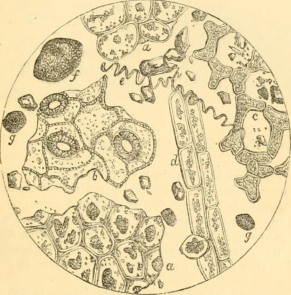 An illustration from The microscope : its history, construction, and application, being a familiar introduction to the use of the instrument, and the study of microscopial science / By Jabez Hogg ... with upwards of five hundred engravings and coloured illustrations by Tuffen West., 1867, leaf 379