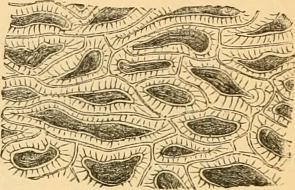 An illustration from The microscope : its history, construction, and application, being a familiar introduction to the use of the instrument, and the study of microscopial science / By Jabez Hogg ... with upwards of five hundred engravings and coloured illustrations by Tuffen West., 1867, leaf 380