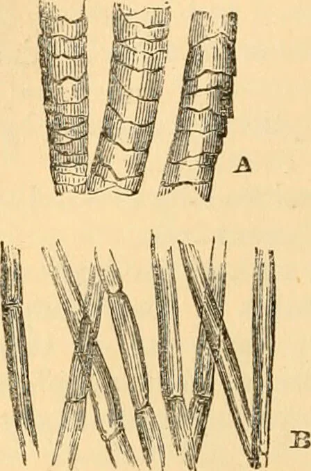 An illustration from The microscope : its history, construction, and application, being a familiar introduction to the use of the instrument, and the study of microscopial science / By Jabez Hogg ... with upwards of five hundred engravings and coloured illustrations by Tuffen West., 1867, leaf 384