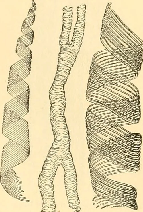 An illustration from The microscope : its history, construction, and application, being a familiar introduction to the use of the instrument, and the study of microscopial science / By Jabez Hogg ... with upwards of five hundred engravings and coloured illustrations by Tuffen West., 1867, leaf 385
