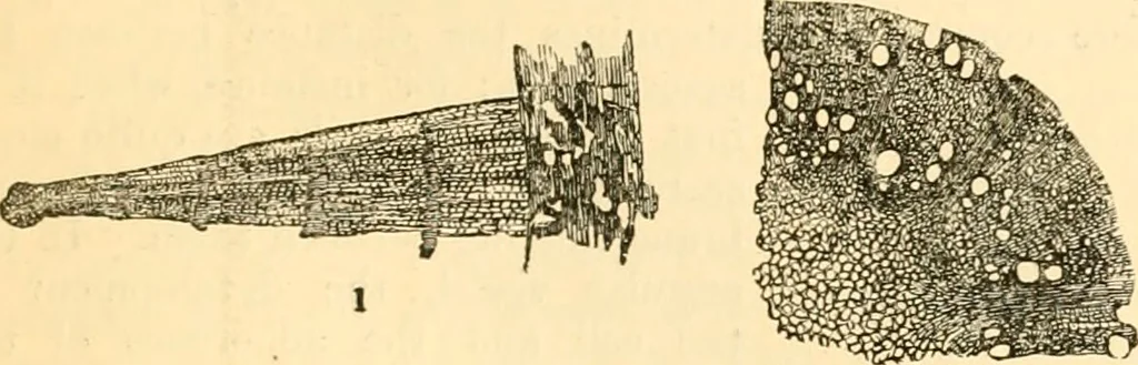 An illustration from The microscope : its history, construction, and application, being a familiar introduction to the use of the instrument, and the study of microscopial science / By Jabez Hogg ... with upwards of five hundred engravings and coloured illustrations by Tuffen West., 1867, leaf 387