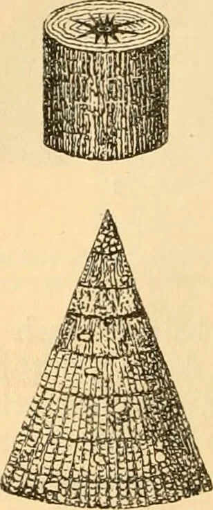 An illustration from The microscope : its history, construction, and application, being a familiar introduction to the use of the instrument, and the study of microscopial science / By Jabez Hogg ... with upwards of five hundred engravings and coloured illustrations by Tuffen West., 1867, leaf 388