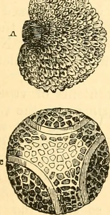 An illustration from The microscope : its history, construction, and application, being a familiar introduction to the use of the instrument, and the study of microscopial science / By Jabez Hogg ... with upwards of five hundred engravings and coloured illustrations by Tuffen West., 1867, leaf 391