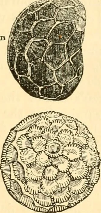 An illustration from The microscope : its history, construction, and application, being a familiar introduction to the use of the instrument, and the study of microscopial science / By Jabez Hogg ... with upwards of five hundred engravings and coloured illustrations by Tuffen West., 1867, leaf 391