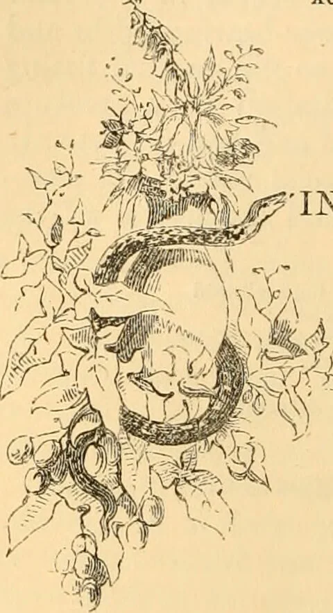 An illustration from The microscope : its history, construction, and application, being a familiar introduction to the use of the instrument, and the study of microscopial science / By Jabez Hogg ... with upwards of five hundred engravings and coloured illustrations by Tuffen West., 1867, leaf 396