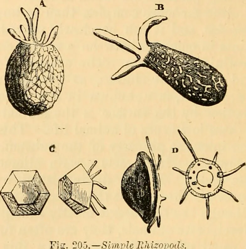 An illustration from The microscope : its history, construction, and application, being a familiar introduction to the use of the instrument, and the study of microscopial science / By Jabez Hogg ... with upwards of five hundred engravings and coloured illustrations by Tuffen West., 1867, leaf 402