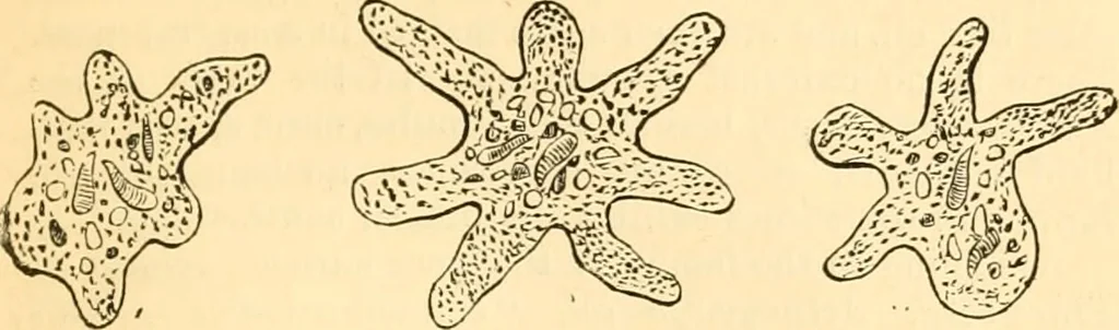 An illustration from The microscope : its history, construction, and application, being a familiar introduction to the use of the instrument, and the study of microscopial science / By Jabez Hogg ... with upwards of five hundred engravings and coloured illustrations by Tuffen West., 1867, leaf 403