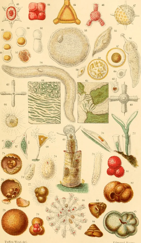 An illustration from The microscope : its history, construction, and application, being a familiar introduction to the use of the instrument, and the study of microscopial science / By Jabez Hogg ... with upwards of five hundred engravings and coloured illustrations by Tuffen West., 1867, leaf 407