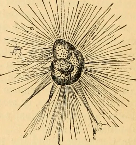 An illustration from The microscope : its history, construction, and application, being a familiar introduction to the use of the instrument, and the study of microscopial science / By Jabez Hogg ... with upwards of five hundred engravings and coloured illustrations by Tuffen West., 1867, leaf 412