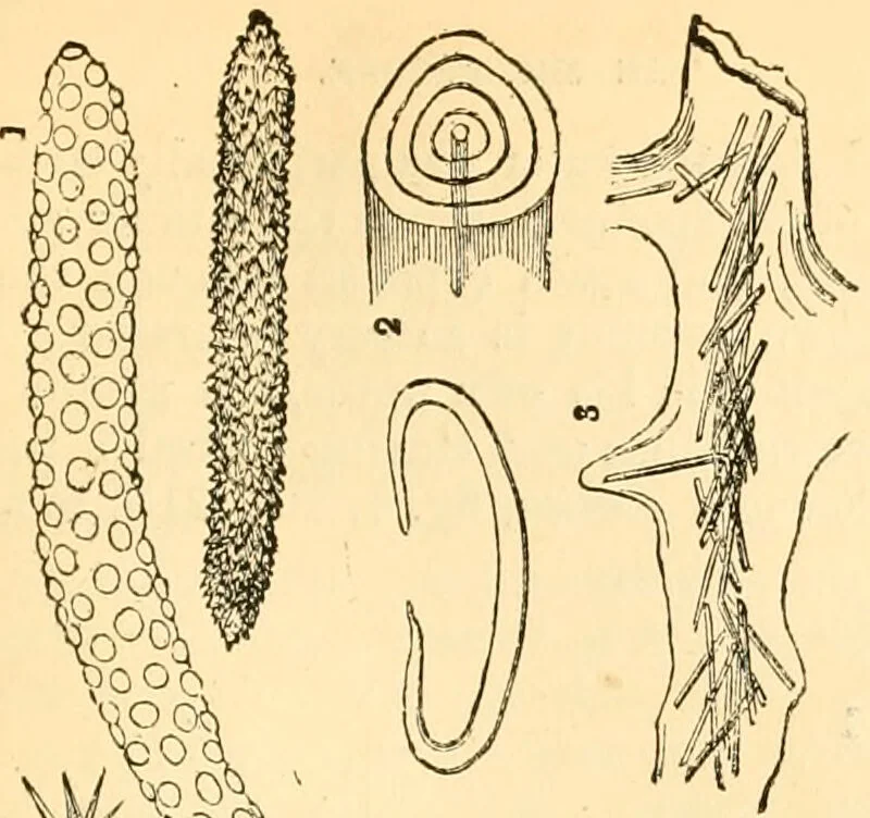 An illustration from The microscope : its history, construction, and application, being a familiar introduction to the use of the instrument, and the study of microscopial science / By Jabez Hogg ... with upwards of five hundred engravings and coloured illustrations by Tuffen West., 1867, leaf 419