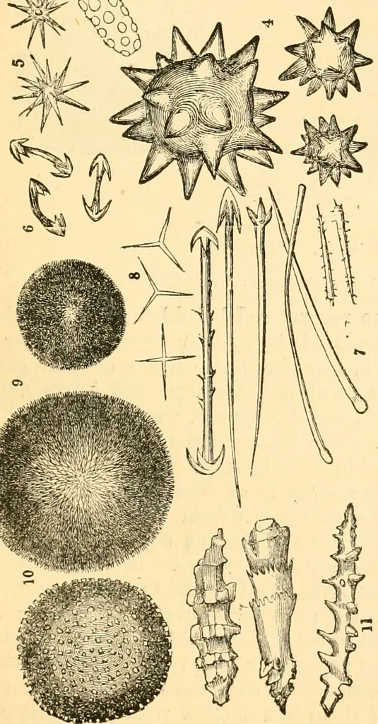 An illustration from The microscope : its history, construction, and application, being a familiar introduction to the use of the instrument, and the study of microscopial science / By Jabez Hogg ... with upwards of five hundred engravings and coloured illustrations by Tuffen West., 1867, leaf 419