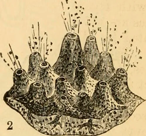 An illustration from The microscope : its history, construction, and application, being a familiar introduction to the use of the instrument, and the study of microscopial science / By Jabez Hogg ... with upwards of five hundred engravings and coloured illustrations by Tuffen West., 1867, leaf 420