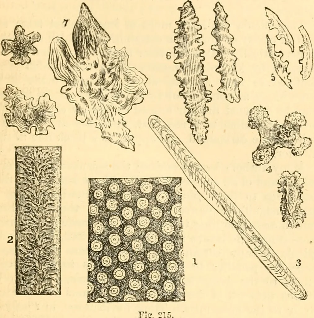An illustration from The microscope : its history, construction, and application, being a familiar introduction to the use of the instrument, and the study of microscopial science / By Jabez Hogg ... with upwards of five hundred engravings and coloured illustrations by Tuffen West., 1867, leaf 429