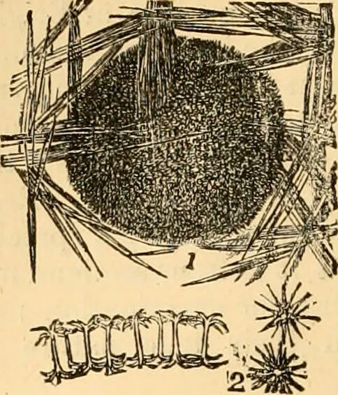 An illustration from The microscope : its history, construction, and application, being a familiar introduction to the use of the instrument, and the study of microscopial science / By Jabez Hogg ... with upwards of five hundred engravings and coloured illustrations by Tuffen West., 1867, leaf 432