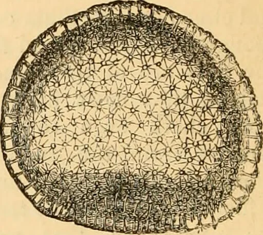 An illustration from The microscope : its history, construction, and application, being a familiar introduction to the use of the instrument, and the study of microscopial science / By Jabez Hogg ... with upwards of five hundred engravings and coloured illustrations by Tuffen West., 1867, leaf 432