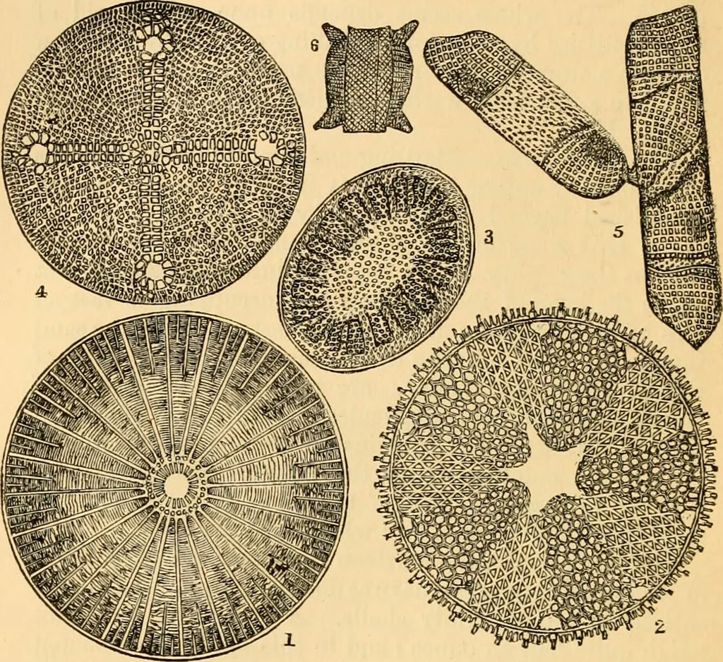 An illustration from The microscope : its history, construction, and application, being a familiar introduction to the use of the instrument, and the study of microscopial science / By Jabez Hogg ... with upwards of five hundred engravings and coloured illustrations by Tuffen West., 1867, leaf 464