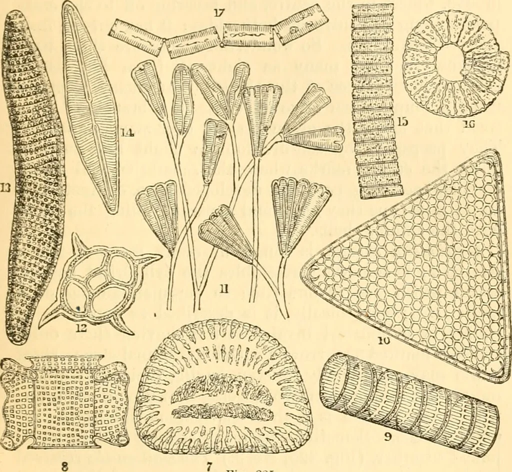 An illustration from The microscope : its history, construction, and application, being a familiar introduction to the use of the instrument, and the study of microscopial science / By Jabez Hogg ... with upwards of five hundred engravings and coloured illustrations by Tuffen West., 1867, leaf 469