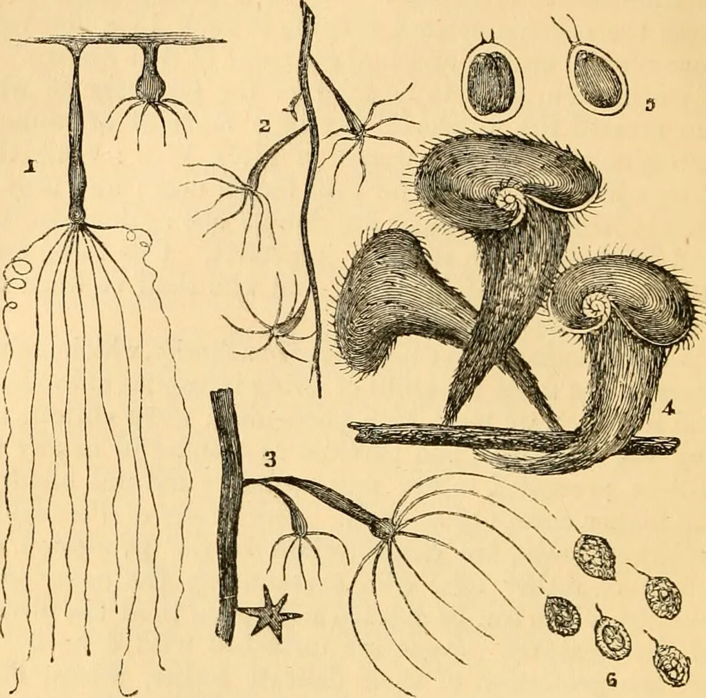 An illustration from The microscope : its history, construction, and application, being a familiar introduction to the use of the instrument, and the study of microscopial science / By Jabez Hogg ... with upwards of five hundred engravings and coloured illustrations by Tuffen West., 1867, leaf 478
