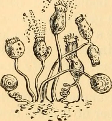 An illustration from The microscope : its history, construction, and application, being a familiar introduction to the use of the instrument, and the study of microscopial science / By Jabez Hogg ... with upwards of five hundred engravings and coloured illustrations by Tuffen West., 1867, leaf 480