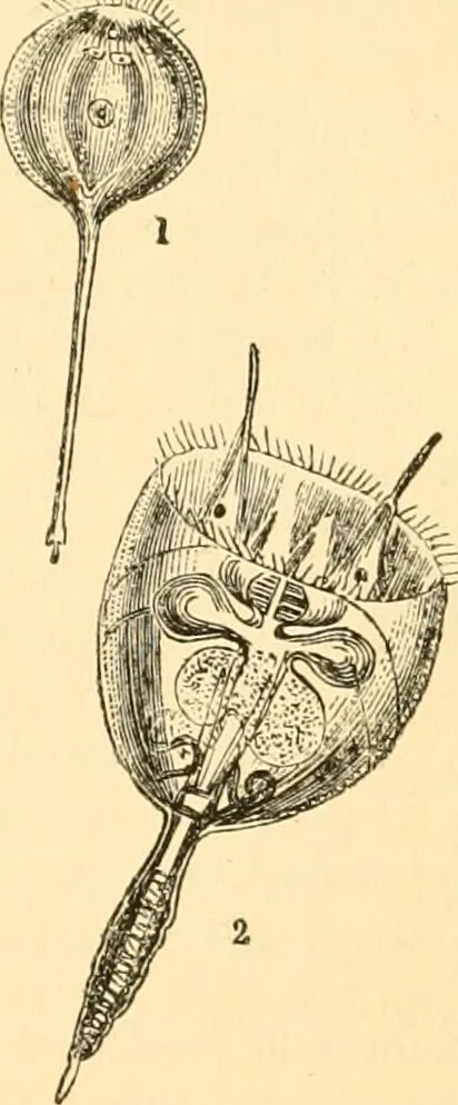 An illustration from The microscope : its history, construction, and application, being a familiar introduction to the use of the instrument, and the study of microscopial science / By Jabez Hogg ... with upwards of five hundred engravings and coloured illustrations by Tuffen West., 1867, leaf 487