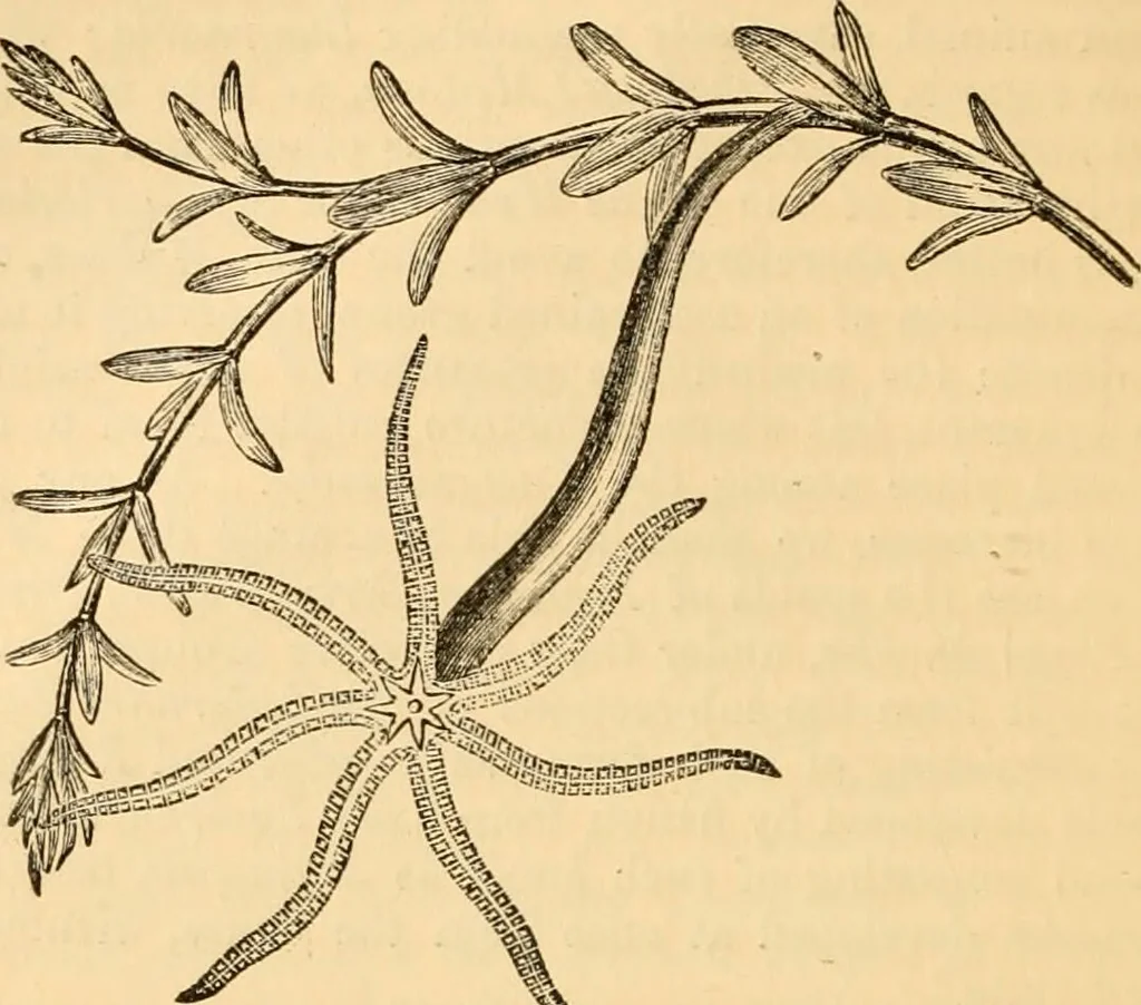 An illustration from The microscope : its history, construction, and application, being a familiar introduction to the use of the instrument, and the study of microscopial science / By Jabez Hogg ... with upwards of five hundred engravings and coloured illustrations by Tuffen West., 1867, leaf 498
