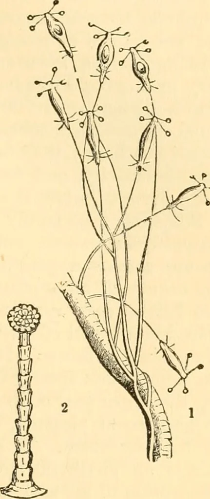 An illustration from The microscope : its history, construction, and application, being a familiar introduction to the use of the instrument, and the study of microscopial science / By Jabez Hogg ... with upwards of five hundred engravings and coloured illustrations by Tuffen West., 1867, leaf 507