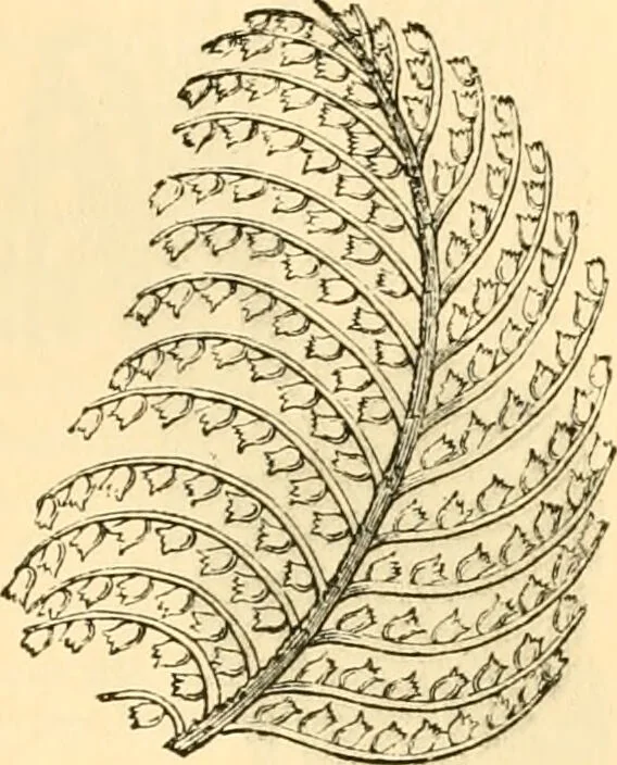 An illustration from The microscope : its history, construction, and application, being a familiar introduction to the use of the instrument, and the study of microscopial science / By Jabez Hogg ... with upwards of five hundred engravings and coloured illustrations by Tuffen West., 1867, leaf 509