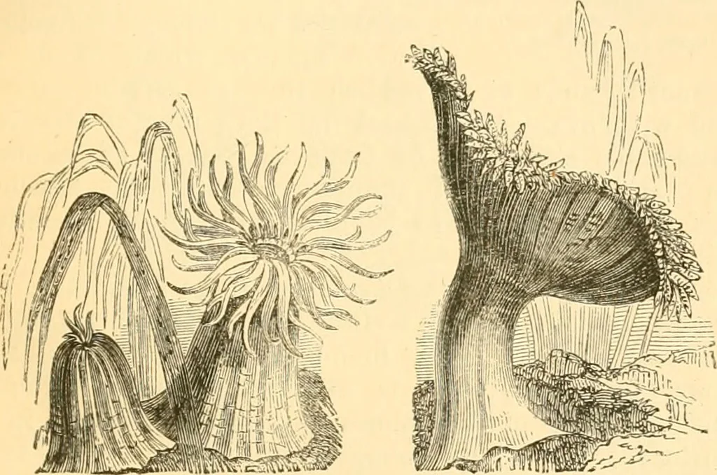 An illustration from The microscope : its history, construction, and application, being a familiar introduction to the use of the instrument, and the study of microscopial science / By Jabez Hogg ... with upwards of five hundred engravings and coloured illustrations by Tuffen West., 1867, leaf 515