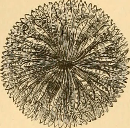 An illustration from The microscope : its history, construction, and application, being a familiar introduction to the use of the instrument, and the study of microscopial science / By Jabez Hogg ... with upwards of five hundred engravings and coloured illustrations by Tuffen West., 1867, leaf 516
