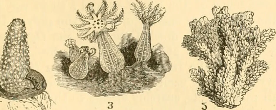 An illustration from The microscope : its history, construction, and application, being a familiar introduction to the use of the instrument, and the study of microscopial science / By Jabez Hogg ... with upwards of five hundred engravings and coloured illustrations by Tuffen West., 1867, leaf 517