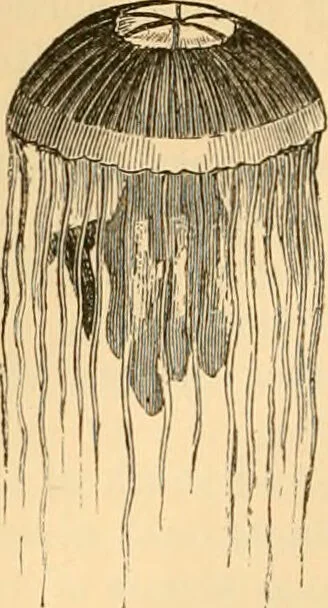 An illustration from The microscope : its history, construction, and application, being a familiar introduction to the use of the instrument, and the study of microscopial science / By Jabez Hogg ... with upwards of five hundred engravings and coloured illustrations by Tuffen West., 1867, leaf 524