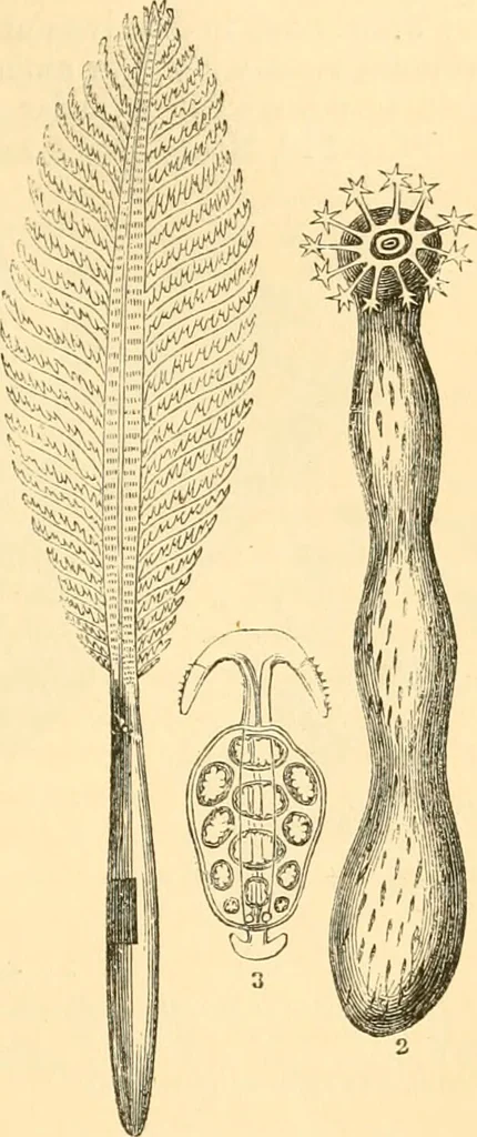 An illustration from The microscope : its history, construction, and application, being a familiar introduction to the use of the instrument, and the study of microscopial science / By Jabez Hogg ... with upwards of five hundred engravings and coloured illustrations by Tuffen West., 1867, leaf 535